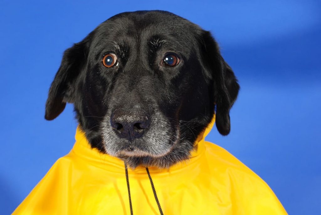 Capa de chuva para cachorros